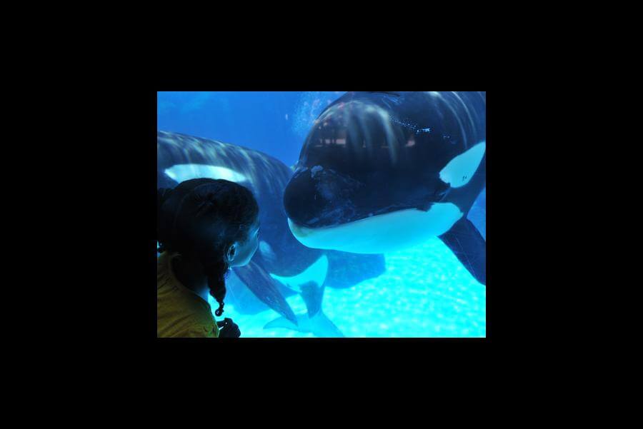 shamu underwater viewing 8988